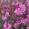 6 x Prachtkerze  - Gaura lindheimeri 'Tutti Frutti'  | Topf Anteprima dell’immagine prodotto 1