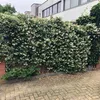 A dense hedge of flowering plants with white blossoms, bordering a brick wall and a paved walkway, with a modern building in the background. Anteprima dell’immagine prodotto