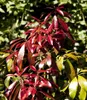 Pieris japonica 'Forest Flame', Japanische Lavendelheide, Produktbild-Vorschau 2