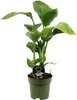 Baumstrelitzie FloraSelf Strelitzia Nicolai H ca. 65 cm Ø Produktbild-Vorschau 1