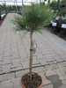 Hochstamm - Pinus nigra Marie Bregeon ® - Produktbild-Vorschau 1
