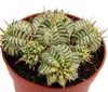 Euphorbia meloformis variegata – pestrobarevná kulovitá Náhled obrázku produktu 2