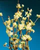 Lonicera purpusii, Wintergeißblatt, cremeweiße Blüten, Produktbild-Vorschau 7