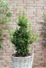 Ilex crenata 'Mariesii', Japanische Stechpalme, immergrün, Produktbild-Vorschau 3