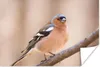 MuchoWow® Poster Vogel - Tiere - Fink 120x80 cm - Bilder Produktbild-Vorschau 1