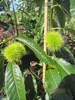 Castanea sativa Ecker - Esskastanie Ecker Produktbild-Vorschau 3