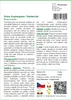 SAFLAX - Srdce Quakergrass / Maidenhair - Briza media - 75 Náhled obrázku produktu 3