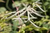 A close-up of a white flowering plant with delicate, feathery blooms. Produktbild-Vorschau