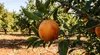 Pianta di Arancio Tarocco Gallo 898 Anteprima dell’immagine prodotto 2