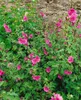 Lavatera x olbia 'Bredon Springs', Strauchmalve, rosa, ca. Produktbild-Vorschau 3