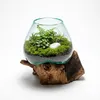 AlPa Living Großes Windlicht Glas auf Wurzelholz – Vase & Produktbild-Vorschau 2
