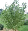 Lockenweide, 40-50 cm, Cont. 2,5 l Produktbild-Vorschau 2