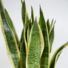 Bloomique - Lot de 2 - Sansevieria Laurentii - Langue de Voir les images du produit 5