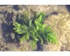 Hornkraut - Ceratophyllum demersum Produktbild-Vorschau 2