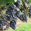 Traubenpflanze - 3 Stk - Vitis vinifera - Höhe 25-40cm - Produktbild-Vorschau 4