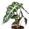Pfeilblatt - Alocasia 'Polly' - Höhe ca. 25 cm, Topf-Ø 12 Produktbild-Vorschau 3