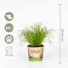Cyperus Zumula, Katzengras, Zyperngras, 20-30 cm, Topf 12 Produktbild-Vorschau 7