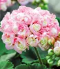 A close-up of a cluster of pink and white flowers with green buds and leaves. Produktbild-Vorschau