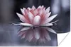 MuchoWow® Poster Rosa Blume im Wasser 180x120 cm - Produktbild-Vorschau 1