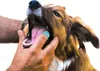 Hunde Zahnbürste,Hundezahnbürste für Kleine Produktbild-Vorschau 6