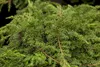 Juniperus communis 'Green Carpet', Wacholder, grün, 20–30 Produktbild-Vorschau 3