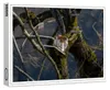 raxxa Premium-Puzzle "Traumwelten - Im Ewignest", 1000 Produktbild-Vorschau 1