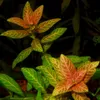 Roślina Invitro kubek mini - hygrophila polysperma sunset Podgląd zdjęcia produktu 3