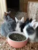 Nobby Nager Ciotola in Vetroceramica "Rabbit" Anteprima dell’immagine prodotto 3