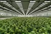 SANlight EVO 4-80 1.5, 265W Produktbild-Vorschau 11