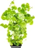 Wassernabel - Hydrocotyle leucocephala XXL Produktbild-Vorschau 1