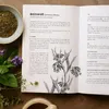 Das verlorene Handbuch der Kräutermedizin Produktbild-Vorschau 3