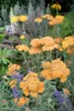 Achillea millefolium 'Terracotta', Schafgarbe, orange, ca. Produktbild-Vorschau 4
