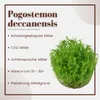 Aquarium Pflanze Pogostemon erectus Tropica Nr.053F TC in Produktbild-Vorschau 2
