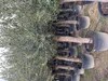 A row of potted olive trees with thick trunks. Produktbild-Vorschau