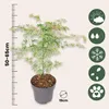 A potted Japanese Maple tree with a ruler indicating its height and icons representing its care needs. Produktbild-Vorschau