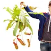 Nepenthes maxima - Riesen-Kannenpflanze - Ampel Produktbild-Vorschau 2
