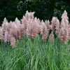 A close-up view of several pampas grass plumes with green foliage in the foreground and a dark green blurred background. Produktbild-Vorschau
