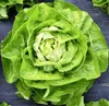 Salát Queen Of May Raný pevný salát Semena 2G Máslový salát Náhled obrázku produktu 11