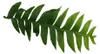 Epiphyllum anguliger chrysocardium – kaktus pílovitý – 12 Náhľad obrázku produktu 3