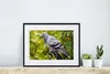MuchoWow® MuchoWow® Gerahmtes Poster Eine bunte Wildtaube Produktbild-Vorschau 6