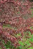 Prunus spinosa, Schlehdorn, 60–100 cm, dornig, heimisch Produktbild-Vorschau 12