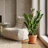 Bloomique - Zamioculcas Zamiifolia - Palma doniczkowa - Podgląd zdjęcia produktu 3