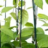 Close-up of green leaves and stems of a plant supported by dark green stakes. Produktbild-Vorschau