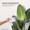 IvoQ Strelitzia pianta artificiale 210 cm - Grande pianta Anteprima dell’immagine prodotto 3