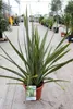 Phormium tenax - Neuseelandflachs 60- 80 cm - Container Produktbild-Vorschau 1