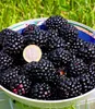 BALDUR Garten 1x Zuckerbrombeere 'Asterina®', Pflanze im 2 Produktbild-Vorschau 2