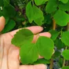 Akebia a cinque foglie 1L Anteprima dell’immagine prodotto 13