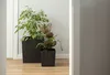 Two potted plants in black square planters are placed on a wooden floor next to a white door frame. Produktbild-Vorschau