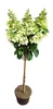 Rispenhortensie, rote Blüten, Hydrangea paniculata‘Wim’s Produktbild-Vorschau 2