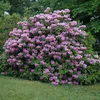 Rododendro 'Catawbiense' grandiflorum | 40-50 cm in vaso Anteprima dell’immagine prodotto 2